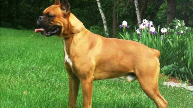 boxer