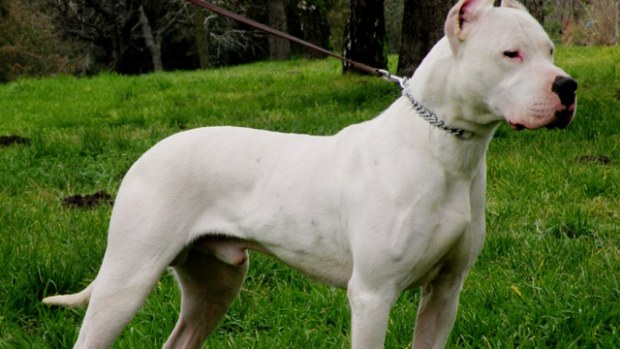 dogo_argentino2