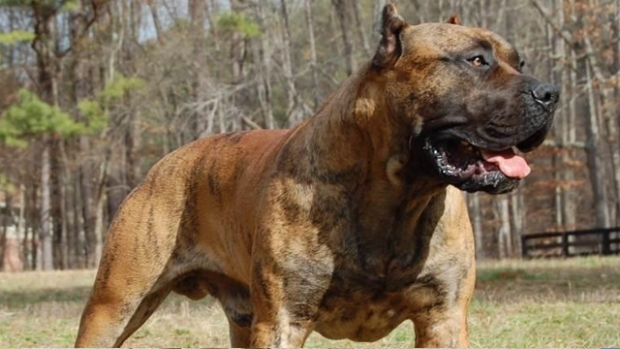 perro_de_presa_canario