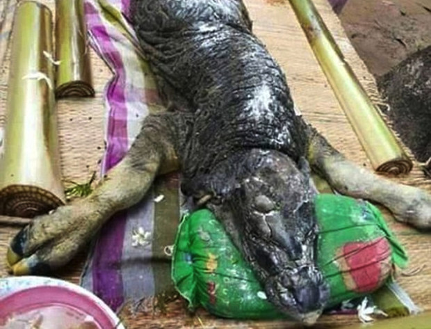 buffalo-crocodile