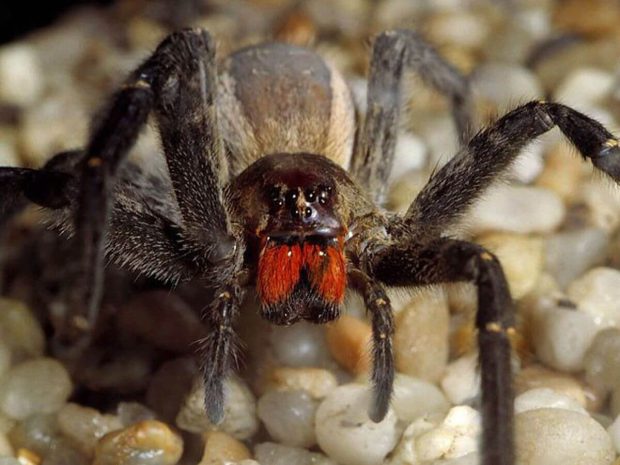 Brasiliansk vandrande spindel för spindelbett