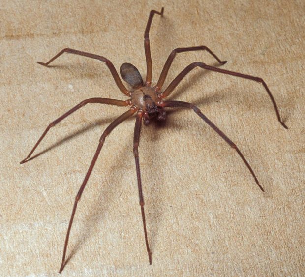 Brown recluse spindel