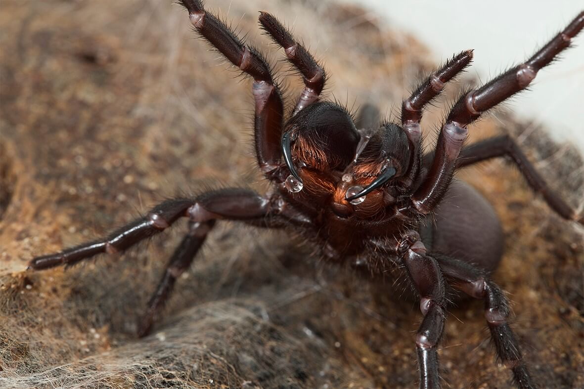 sydney funnel-web spider