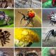 Bilder på olika spindlar med spindelbett