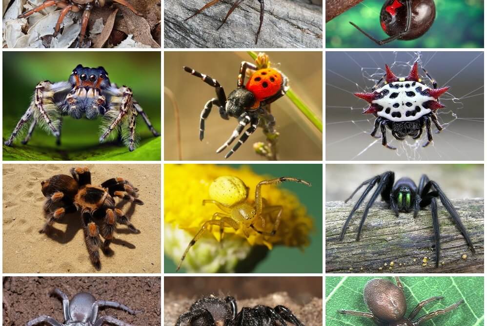 Bilder på olika spindlar med spindelbett