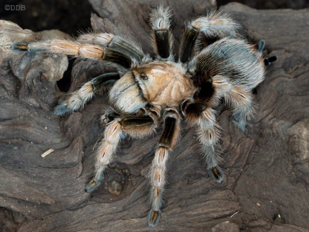 Aphonopelma chalcodes största spindlarna Sverige