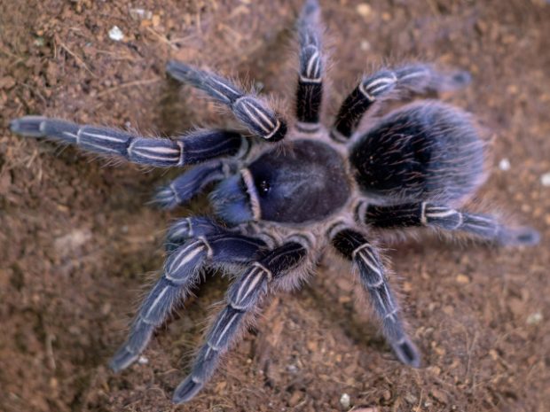 Aphonopelma seemanni största spindlarna Sverige