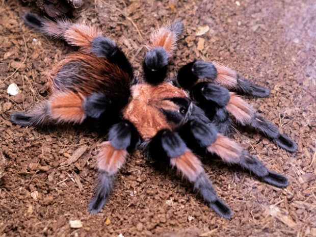 Brachypelma emilia största spindlarna Sverige