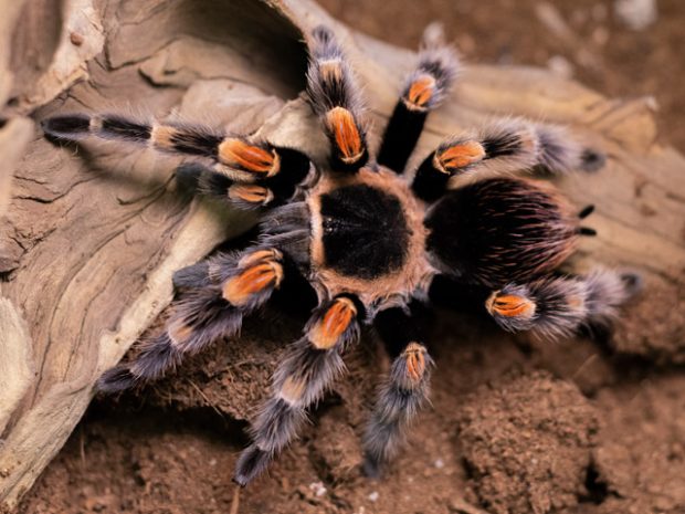 Brachypelma hamorii största spindlarna Sverige