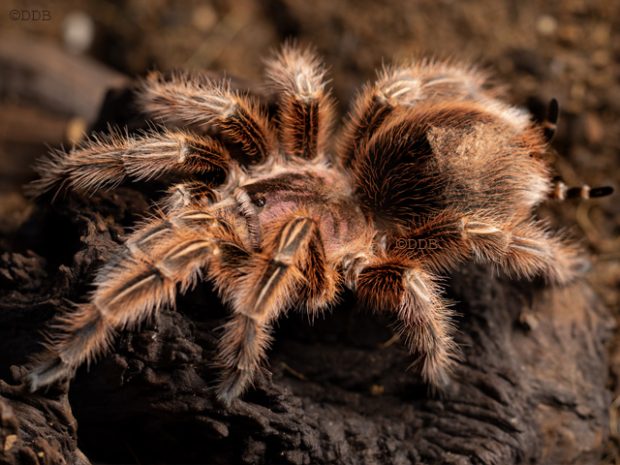 Grammostola rosea största spindlarna Sverige