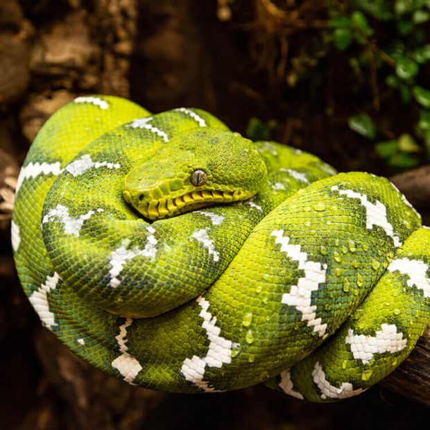 Smaragdträdboa stora ormar Sverige